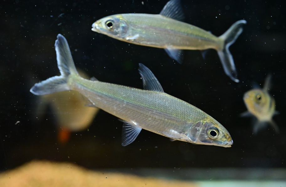 ﾚﾎﾟﾘﾇｽ SP.ｶﾞｲｱﾅ ﾚｯﾄﾞﾌｨﾝ